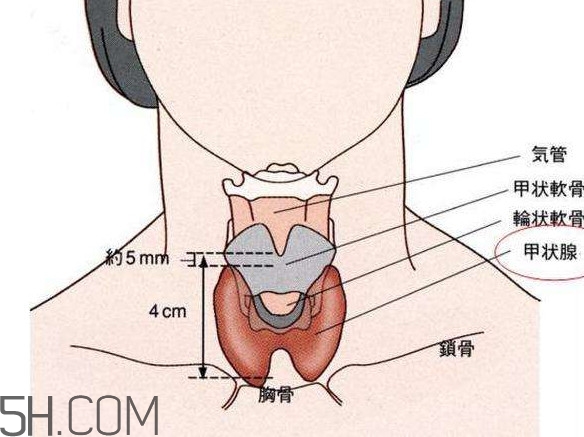 甲狀腺結(jié)節(jié)掛什么科？甲狀腺結(jié)節(jié)可以懷孕嗎