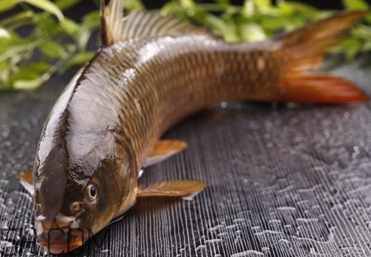 野生黃河鯉魚多少錢一斤？黃河鯉魚有幾根須