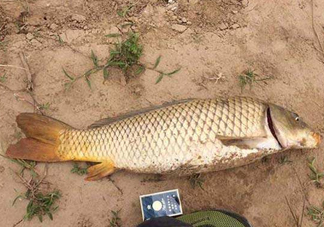 黃河鯉魚主要吃什么？黃河鯉魚和普通鯉魚的區(qū)別