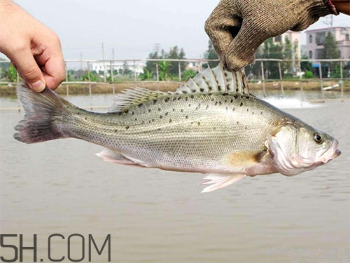 鱸魚蒸幾分鐘最好？河鱸魚和海鱸魚的區(qū)別