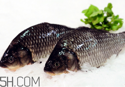 鯽魚(yú)是涼性還是熱性 鯽魚(yú)是酸性還是堿性