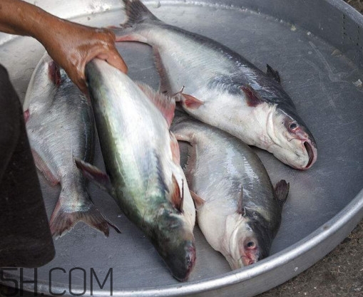 巴沙魚可以生吃嗎？巴沙魚的功效與作用