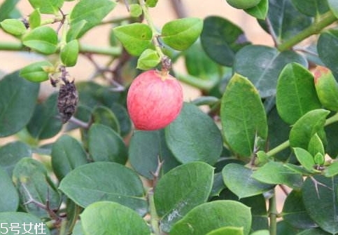 牛奶果和無花果是一種東西嗎