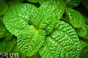 養(yǎng)花有哪些益處？節(jié)約藥費(fèi)不止一點(diǎn)點(diǎn)