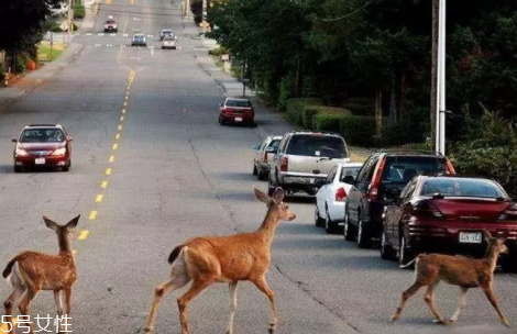 開車前為什么要拍拍車蓋？預(yù)防傷害流浪小動物