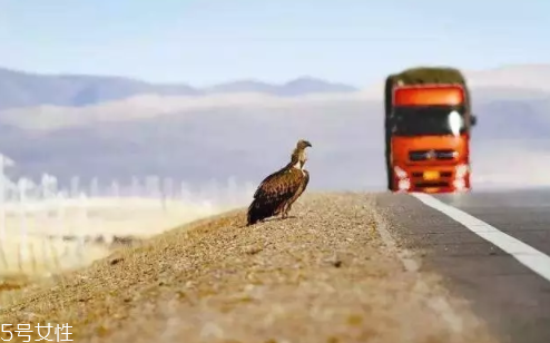 開車前為什么要拍拍車蓋？預(yù)防傷害流浪小動物