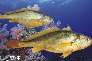 小黃魚怎么保存 冰箱保存小黃魚技巧