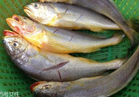 小黃魚(yú)是海魚(yú)還是河魚(yú) 海魚(yú)品種分類(lèi)