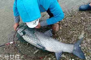 青魚怎么釣 釣青魚注意幾點(diǎn)