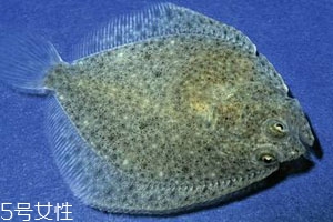 多寶魚可以冷凍嗎 冷凍保存時(shí)間更長