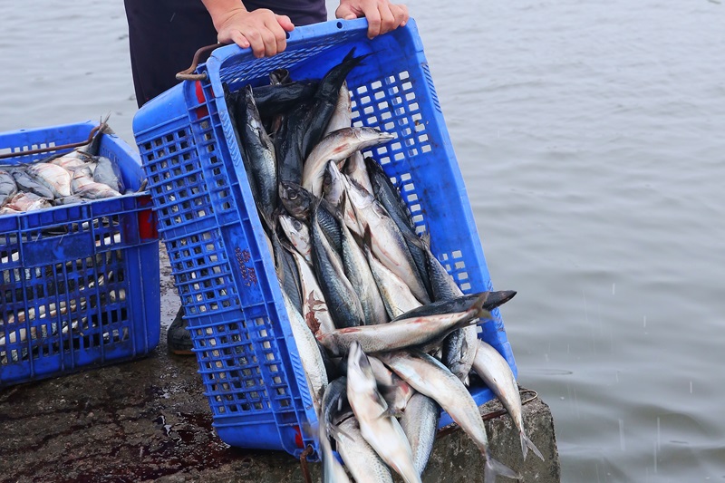 龍膽石斑魚(yú)怎么吃最好吃