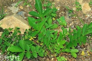 千根草怎么用 吃法推薦