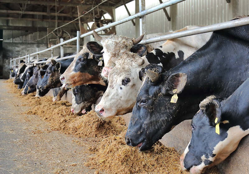 谷飼牛肉和草飼牛肉有什么區(qū)別