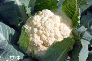 花菜怎么洗才干凈？一定要把蟲子洗掉