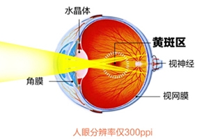 葉黃素和藍莓素哪個好？更推薦葉黃素