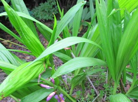 白芨什么時(shí)候種植好 白芨種植季節(jié)