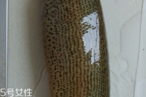 泥鰍是鯰魚嗎？泥鰍跟鯰魚不同