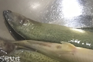 泥鰍會吃小魚嗎？這個是不會的