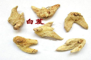 白芨什么時(shí)候種植好 白芨種植季節(jié)