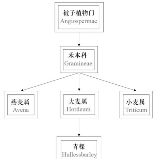 青稞是大麥嗎？青稞是小麥嗎