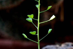 地菜花是什么菜？地菜花是熱性還是涼性