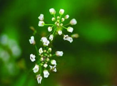 地菜花是什么菜？地菜花是熱性還是涼性