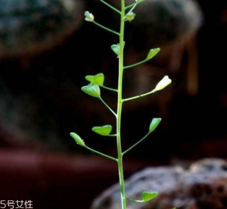 地菜花薺菜花煮雞蛋上午吃還是下午吃？