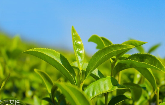 精油用在護(hù)膚哪一步 精油護(hù)膚的好處