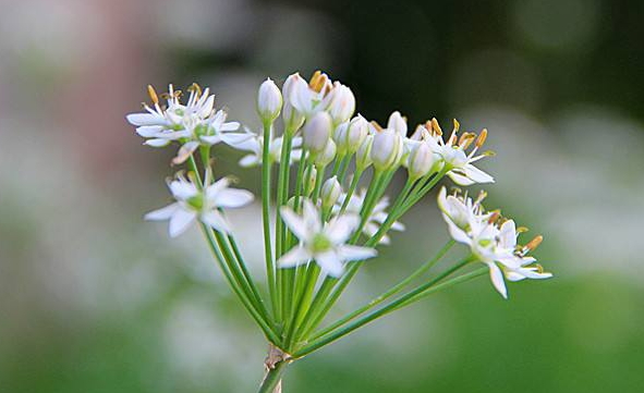 韭菜花多少錢一斤？韭菜花市場(chǎng)行情