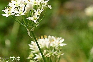 韭菜花和韭菜的區(qū)別 韭菜花是韭菜長出來的花嗎