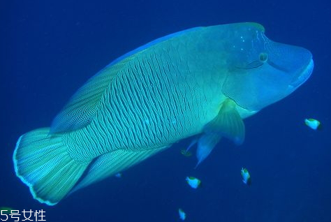 蘇眉魚多少錢一斤 蘇眉魚有毒嗎