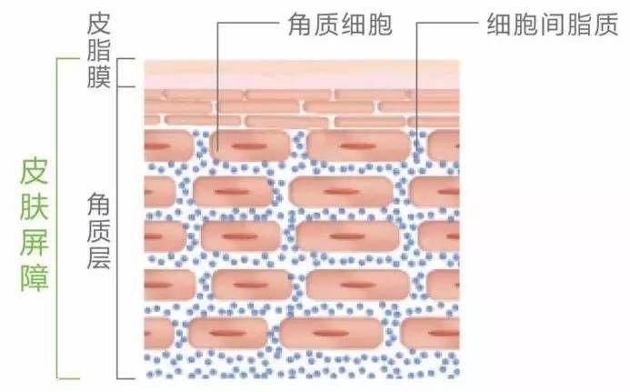 干皮怎么補(bǔ)水 干皮科學(xué)補(bǔ)水三步走