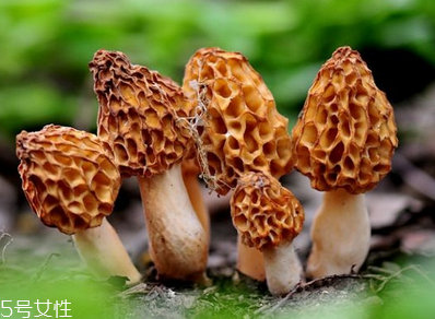 羊肚菌是發(fā)物嗎？羊肚菌屬于發(fā)物嗎？