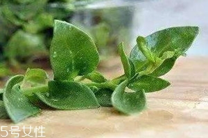 人參菜的根能吃嗎 人參菜根怎么吃