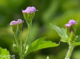 藿香和麝香是一樣嗎？藿香和麝香的區(qū)別