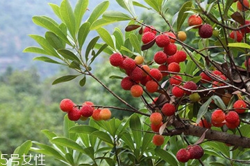 梅花是發(fā)物嗎？皮膚過敏的人能喝梅花茶嗎？