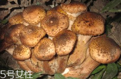 榛蘑的好處 榛蘑對(duì)人有什么益處？