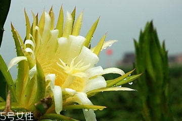 霸王花能和香菇煲湯嗎 一起煲湯味道更好