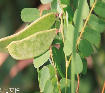 雞骨草的用途 煲湯做茶