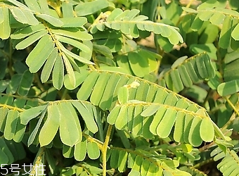 雞骨草怎么吃 薏米雞骨草茯苓煲老鴨