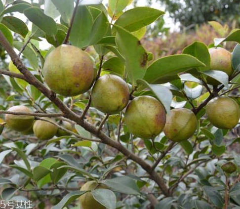 茶油會(huì)變質(zhì)嗎 這個(gè)是肯定的