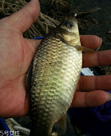 鯽魚(yú)是淡水魚(yú)嗎 淡水中長(zhǎng)大