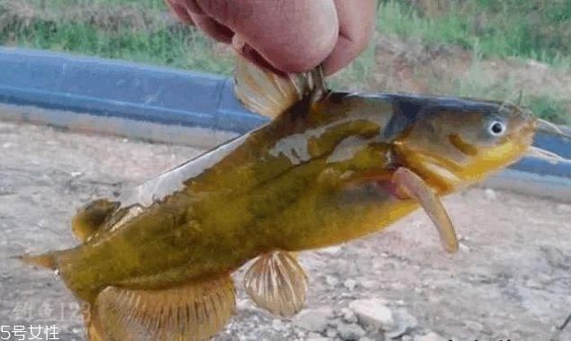 釣黃顙魚(yú)用什么打窩 牛羊骨頭或雞鴨肝臟