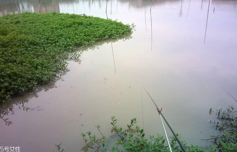 釣黃顙魚(yú)用什么打窩 牛羊骨頭或雞鴨肝臟