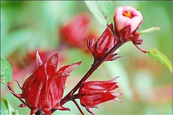 洛神花是什么花 洛神花其實(shí)不是花