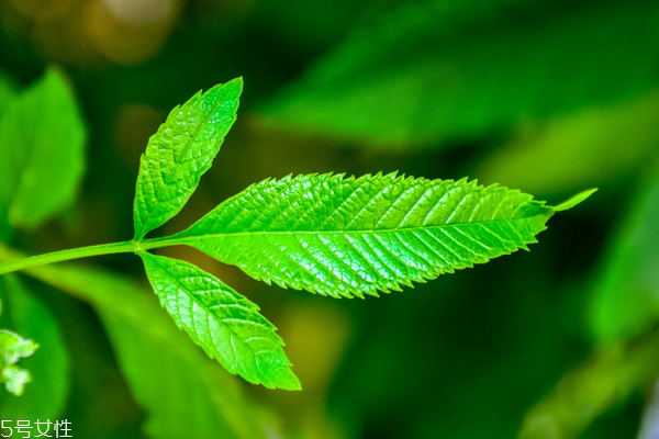 薄荷可以祛痘嗎 沒(méi)有明顯效果