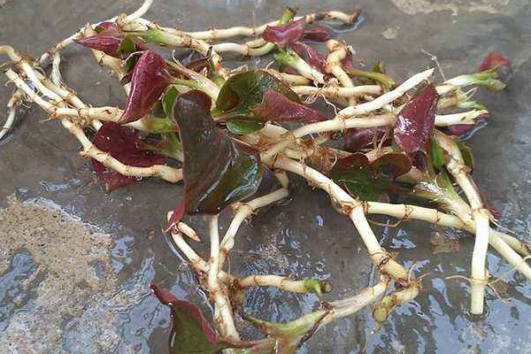 野生折耳根哪里能挖到？一次食用需控制在這個量