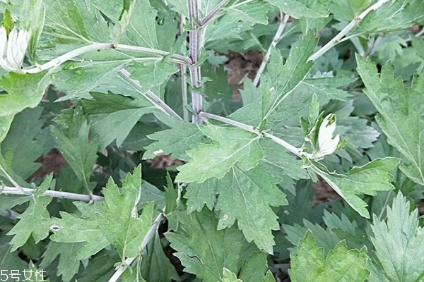 艾葉怎么能做成艾條 其實有點麻煩