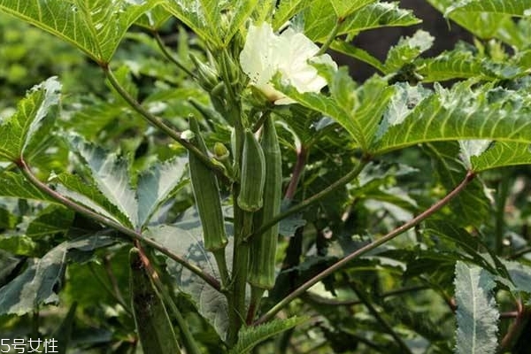 秋葵為什么要焯水 焯水后有兩個好處