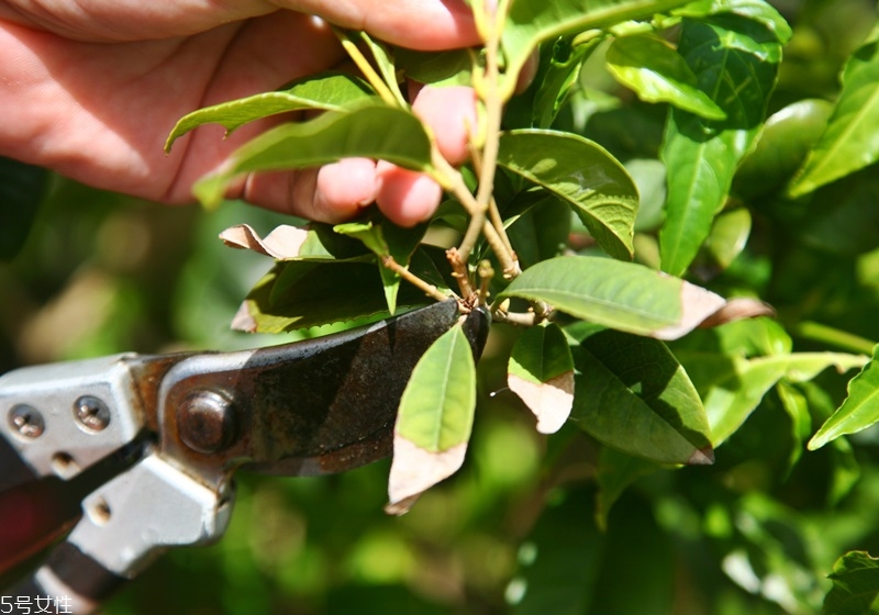 桂花盆栽的養(yǎng)殖方法 教你在家種花品香